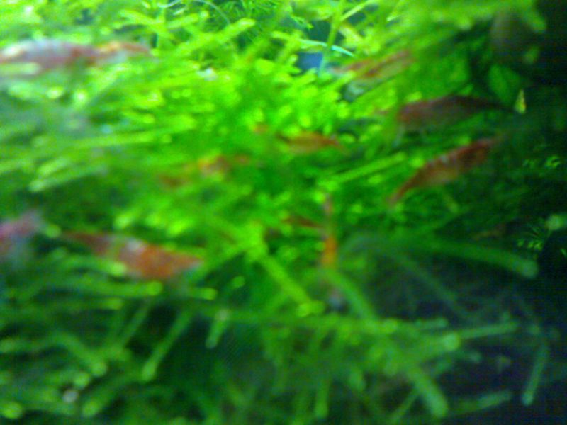 il giardino delle red cherry