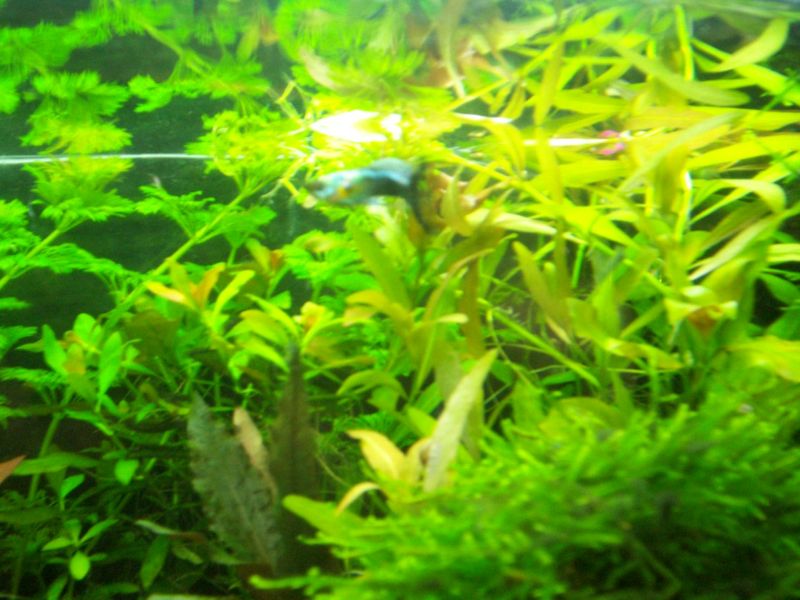 foresta