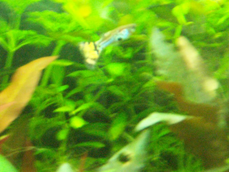 guppy maschio
