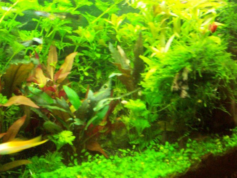 la foresta di munos