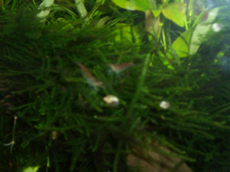 red cherry a lavoro