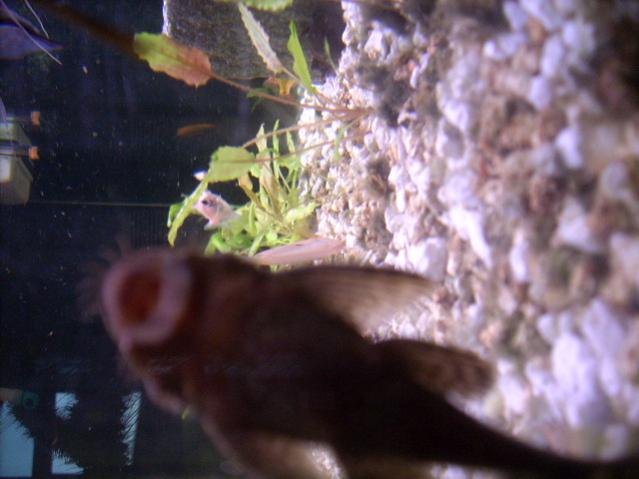 ancistrus