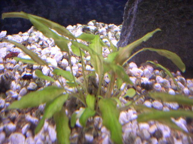 Cryptocoryne