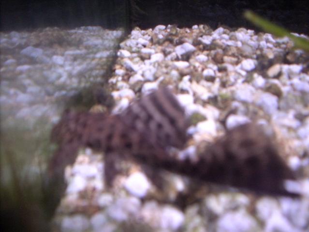 gibbiceps