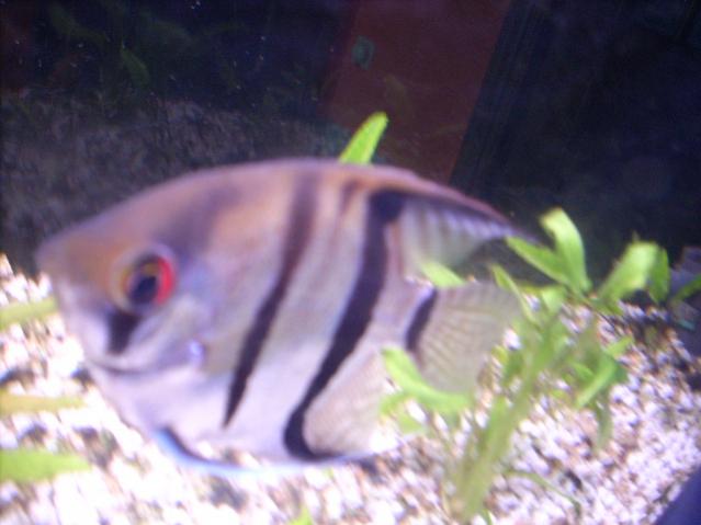 scalaro