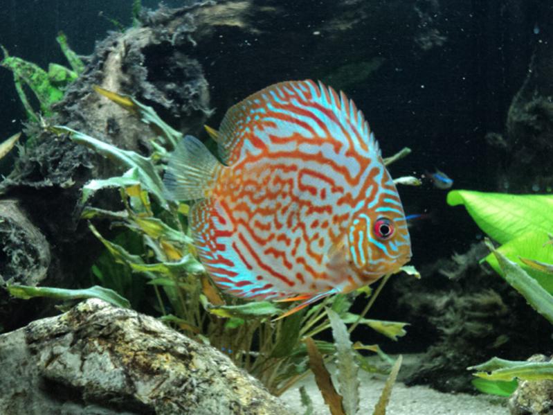 Discus