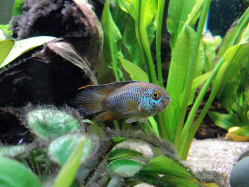 Nannacara Anomala