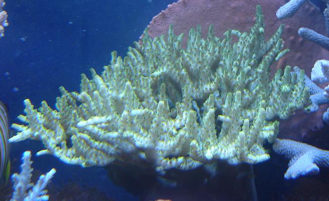 ACROPORA KIMBENSIS