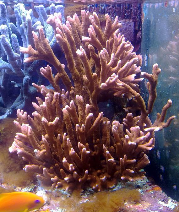 DIGITATA ARANCIO