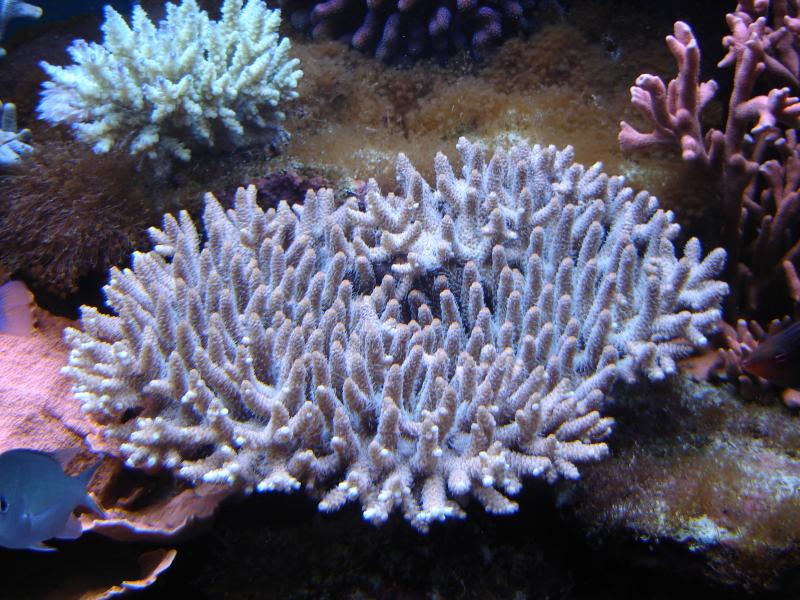 Millepora ROSA 27 09 2009