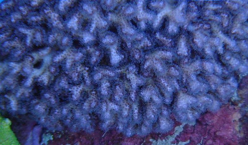 pocillopora dall'alto