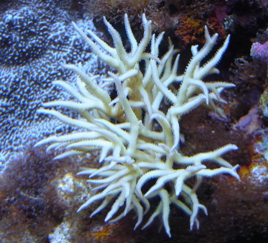 SERIATOPORA HYSTRIX