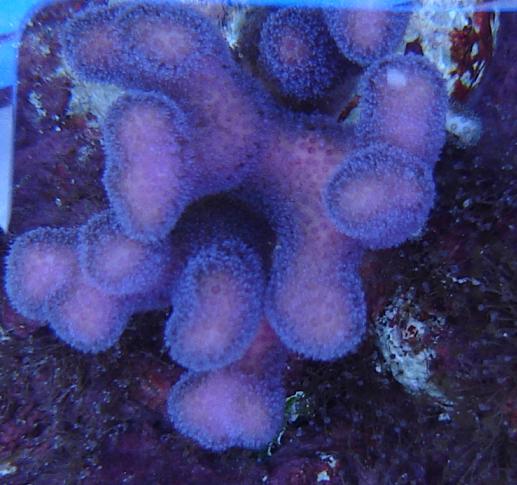 stylophora dall'alto
