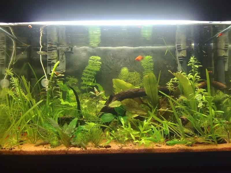 50 litri pet company.guppy3f+1m,plati2m+f(4piccoli)ancistrus2 caridine 8 lumache pleno,phisia e sottosabbia.
piante:higrophilia,echi red ozelot,vallisneria,cabomba,e molte di cui non ricordo nome.luce 3x15w 7ore di'.fondo fertile e quarzo.foto in fase di allestimento