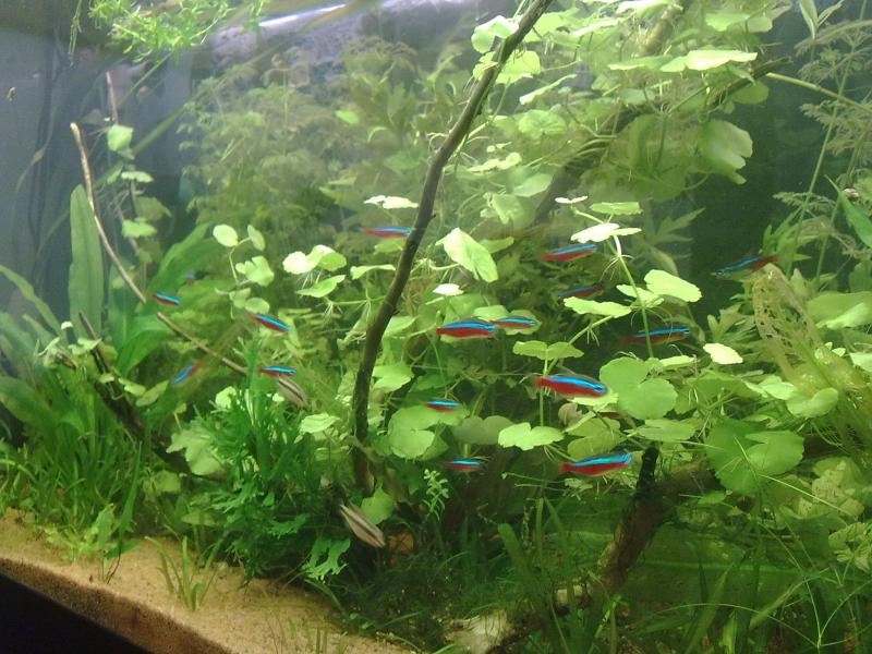 paticolare del ambiente 100 advance