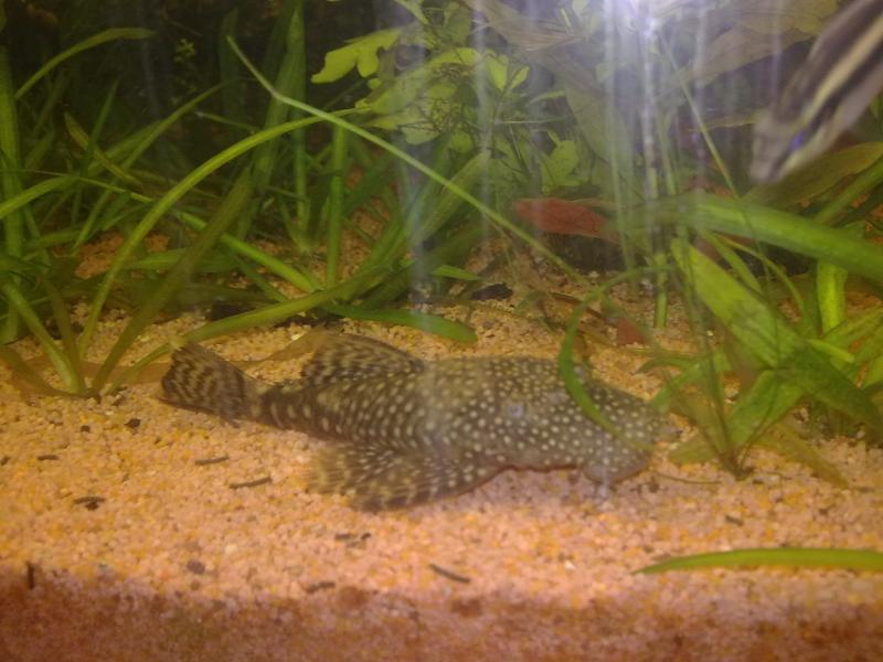 ancistrus e pelvicacromis pulcher nel 180 litri