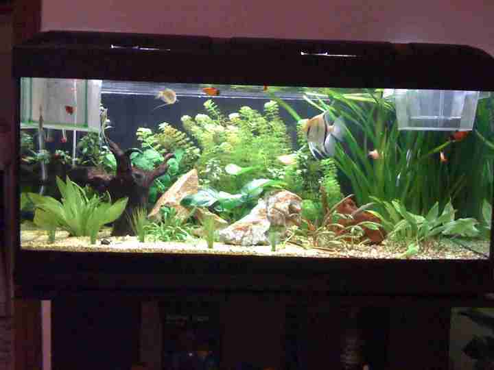 acquario gaggia