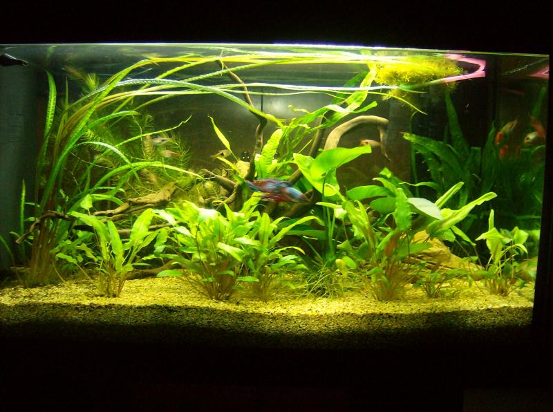 with new plants=)