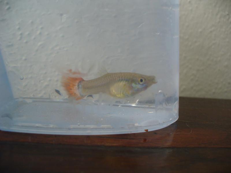 la mia guppy