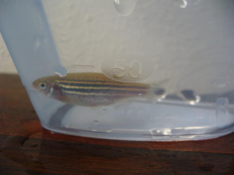 femmina danio rerio