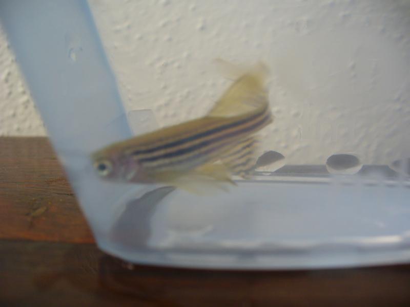 maschio danio rerio
