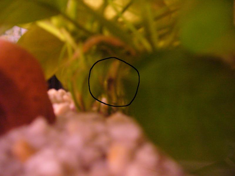 cardina japonica