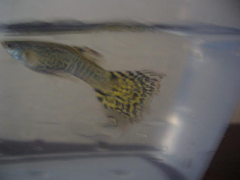guppy maschio