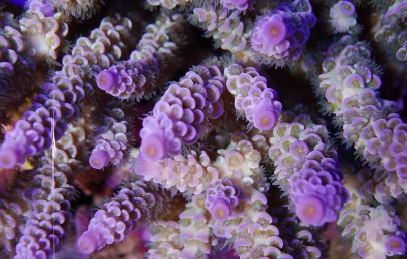 A.tenuis