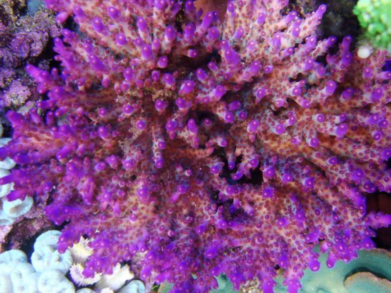 A.loripes