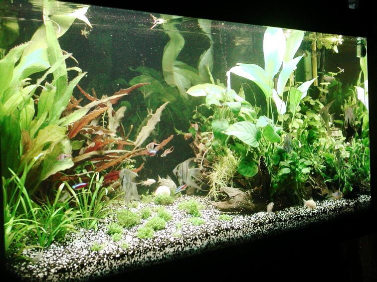 acquario 1
