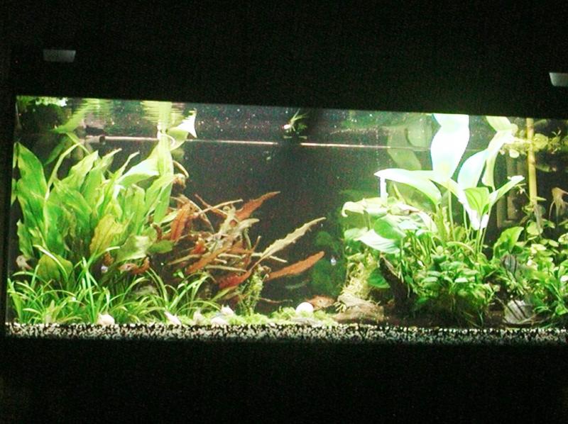 acquario2