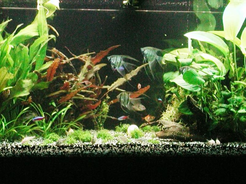 acquario3