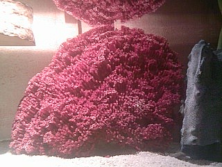 Foto0640A