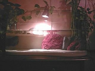 Foto0642A