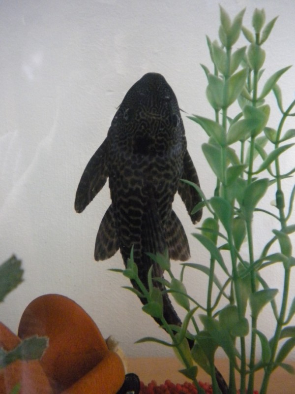 Pleco