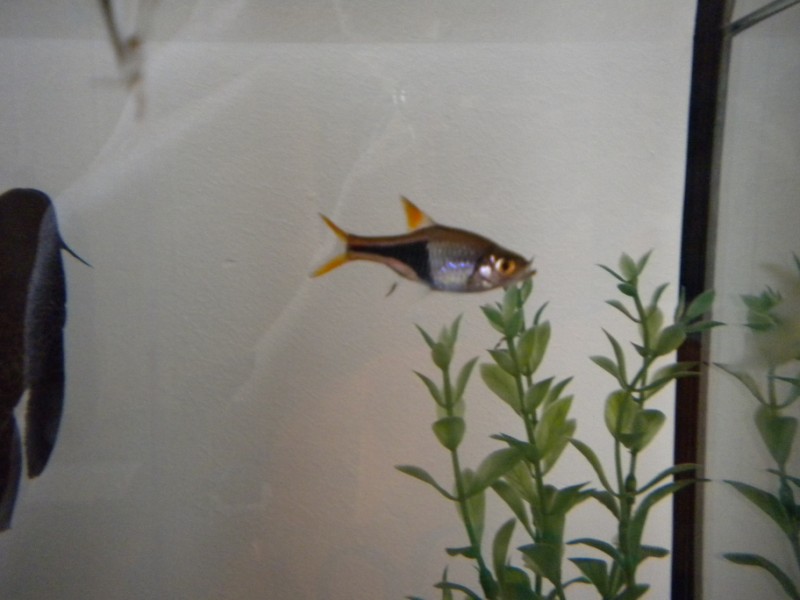 Rasbora Heteromorpha