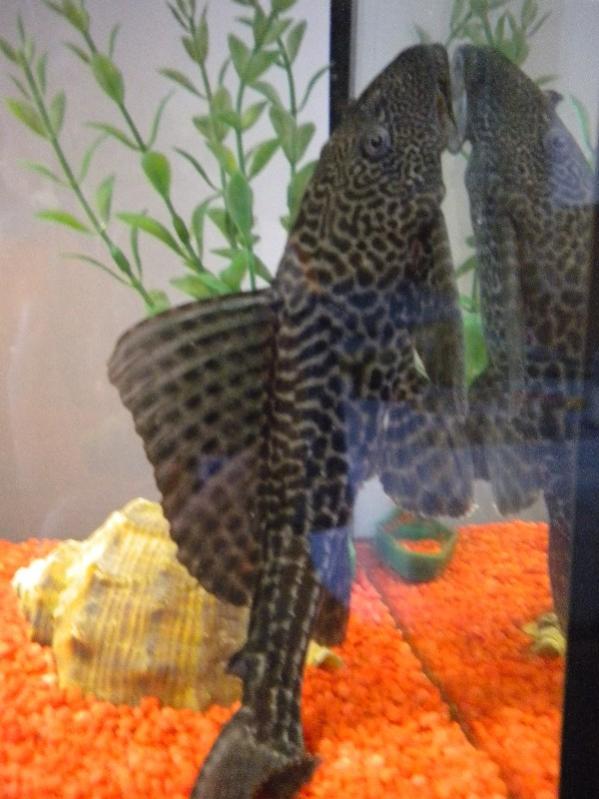 Pleco