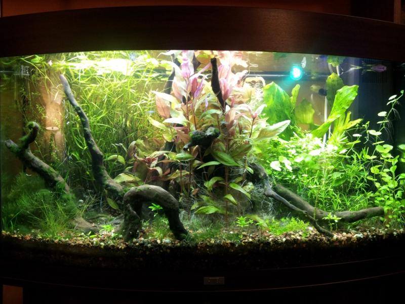 Juwell Vision 180 amazzonico quasi olandese
