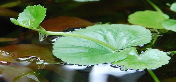 Hydrocotyle leucocephala