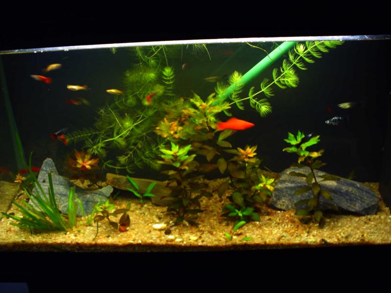 100 l. 
aprile 2010