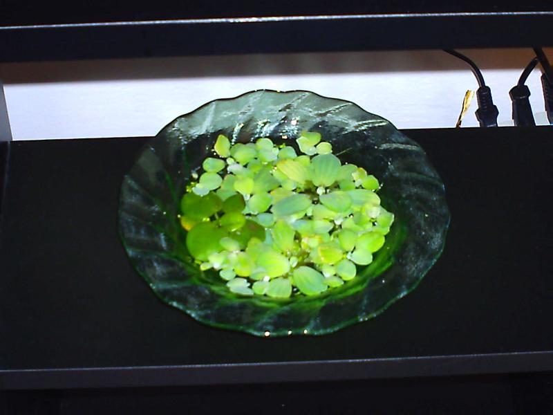 PICT0122
Pistia