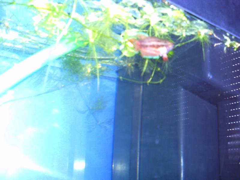 PICT0161
Betta