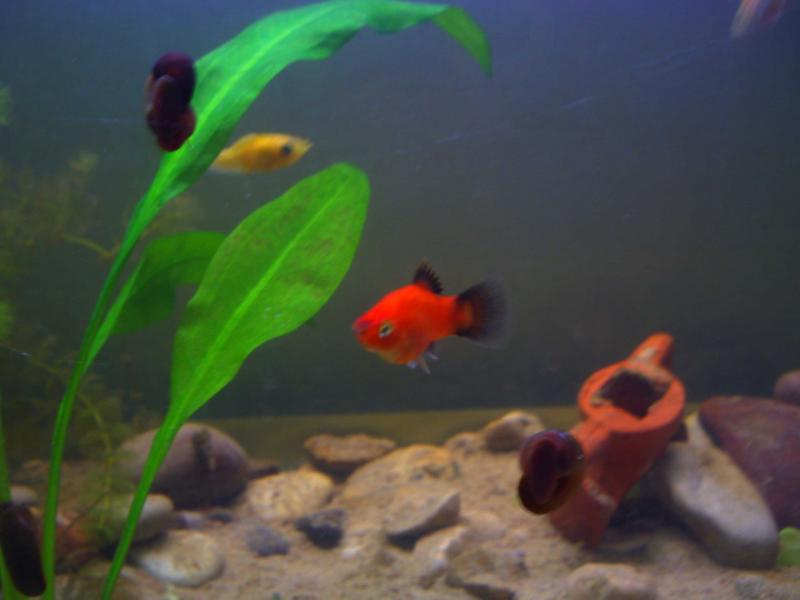 PICT0004
Platy rosso coda nera
Novembre 2010