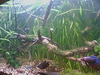 Foto0626A