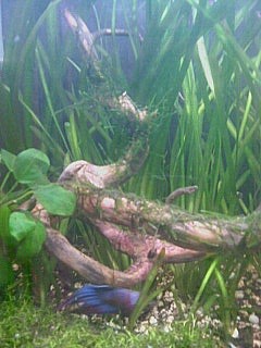 Foto0637A