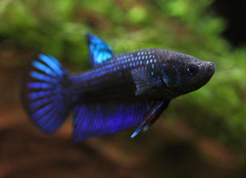 4 Betta Mahachai Maschio