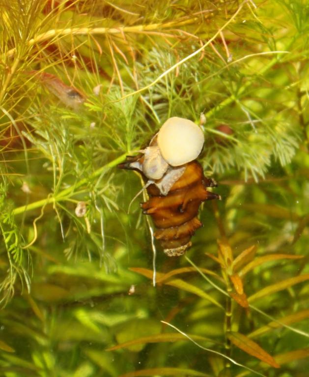 Brotia pagodula