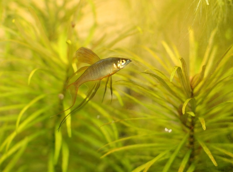 Iriatherina werneri