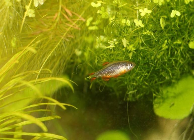 Danio margaritatus