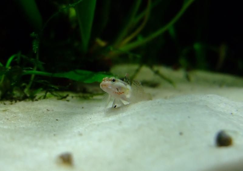 Rhinogobius duospilus